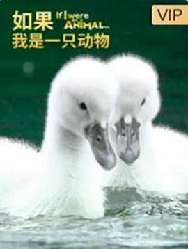 如果我是一只动物 