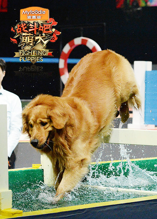 战斗吧萌犬 