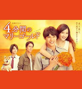 四分钟的金盏菊 